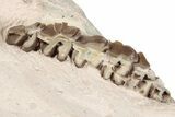 Fossil Running Rhino (Hyracodon) Partial Skull - South Dakota #198197-1